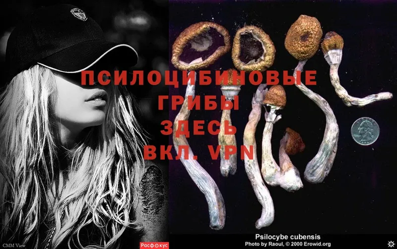 Псилоцибиновые грибы Psilocybine cubensis  мега ссылки  Порхов 